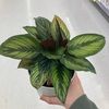 elora373